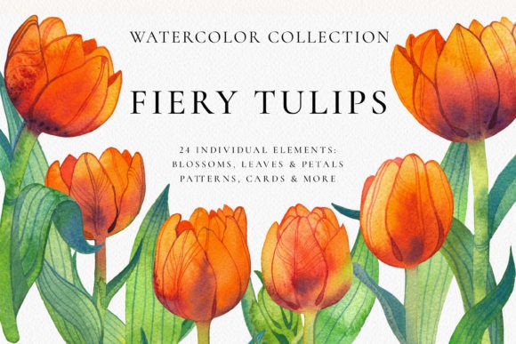 Download Fiery Tulip Floral Watercolor Collection - Fiery Collection
